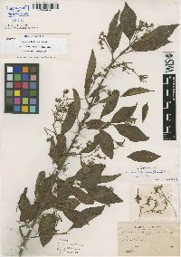 Image of Chomelia boliviana