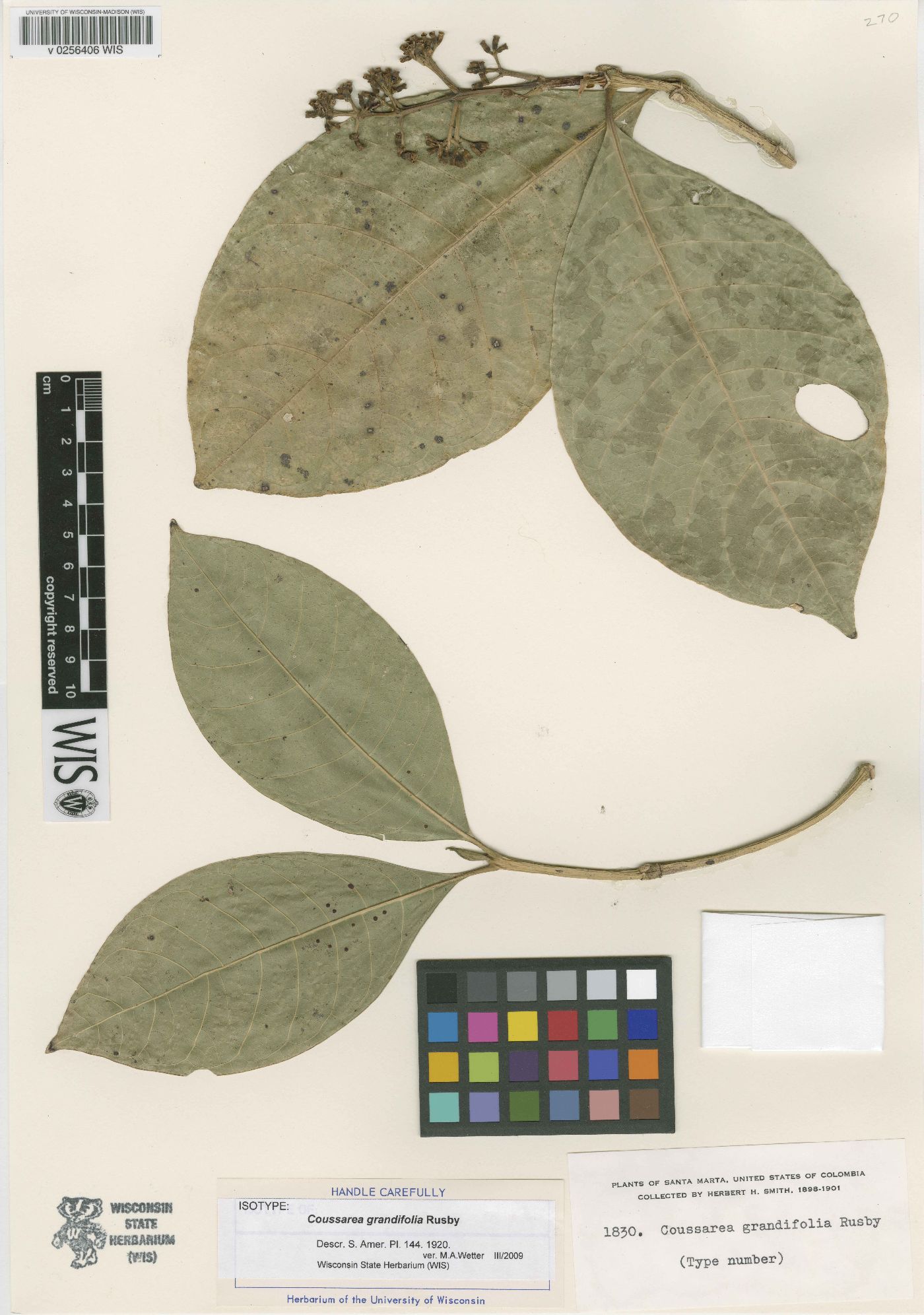 Coussarea grandifolia image