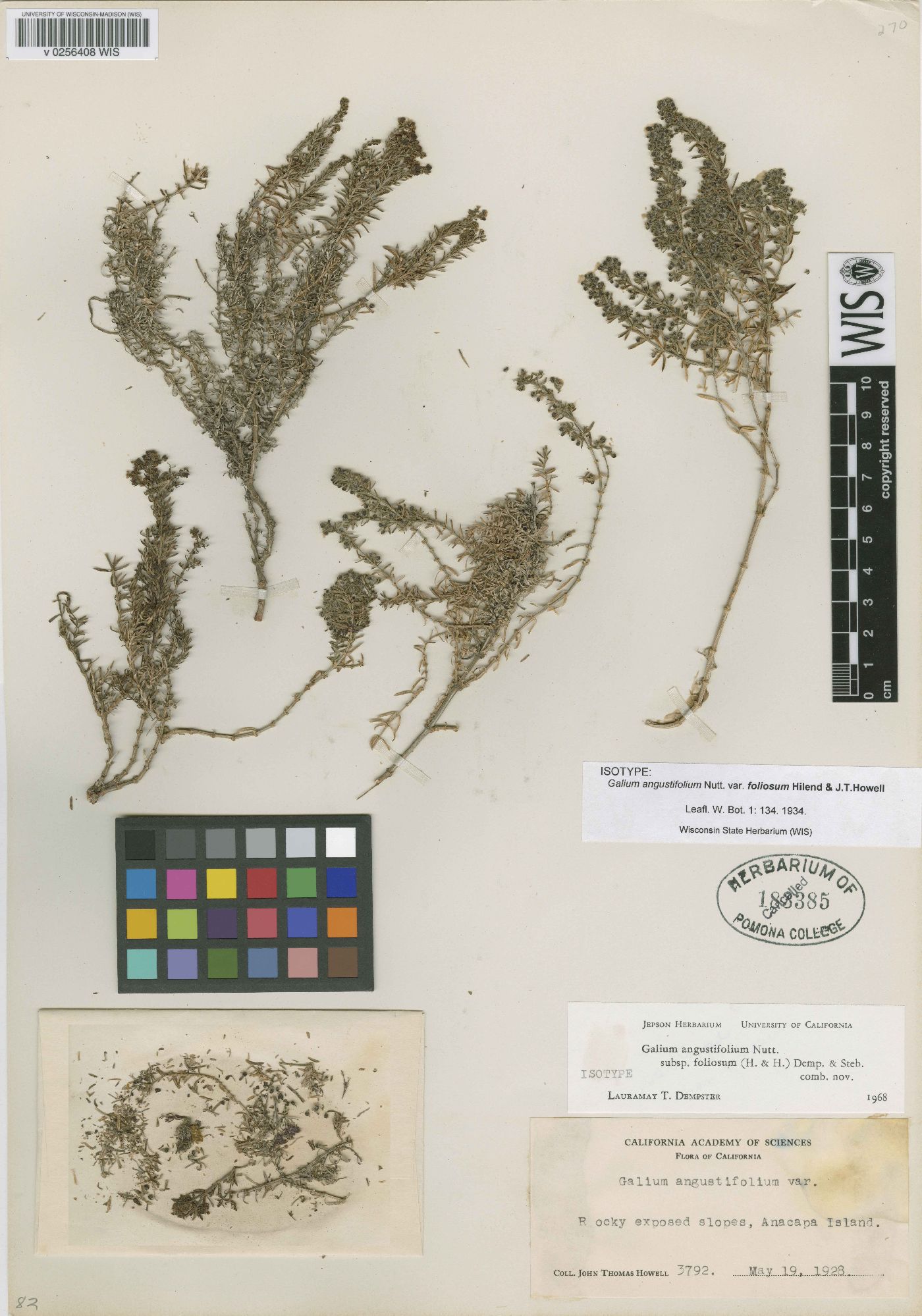 Galium angustifolium subsp. foliosum image