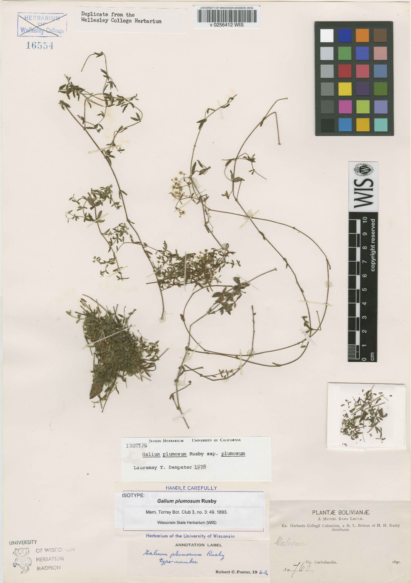 Galium plumosum subsp. plumosum image