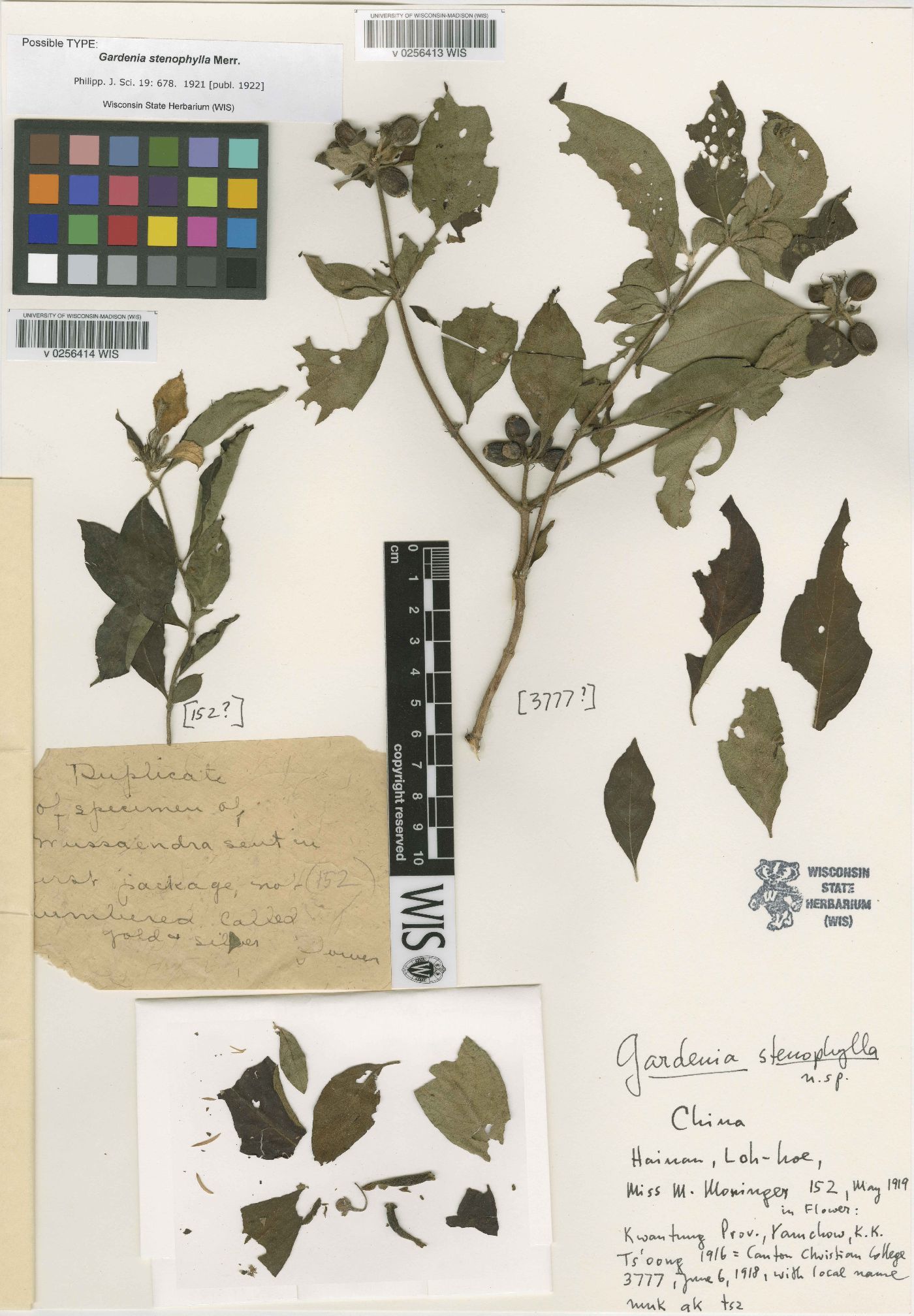 Gardenia stenophylla image