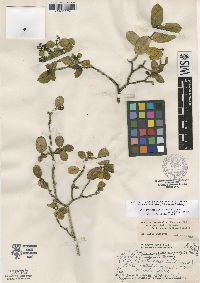 Gouldia terminalis image