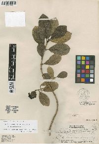Gouldia terminalis image