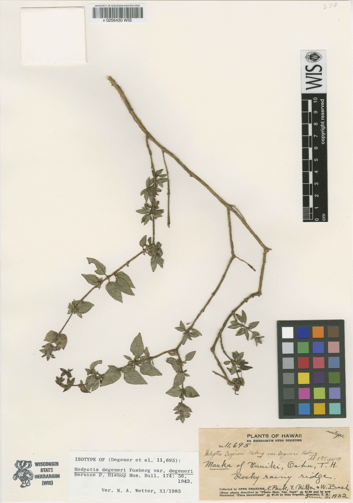 Hedyotis degeneri image