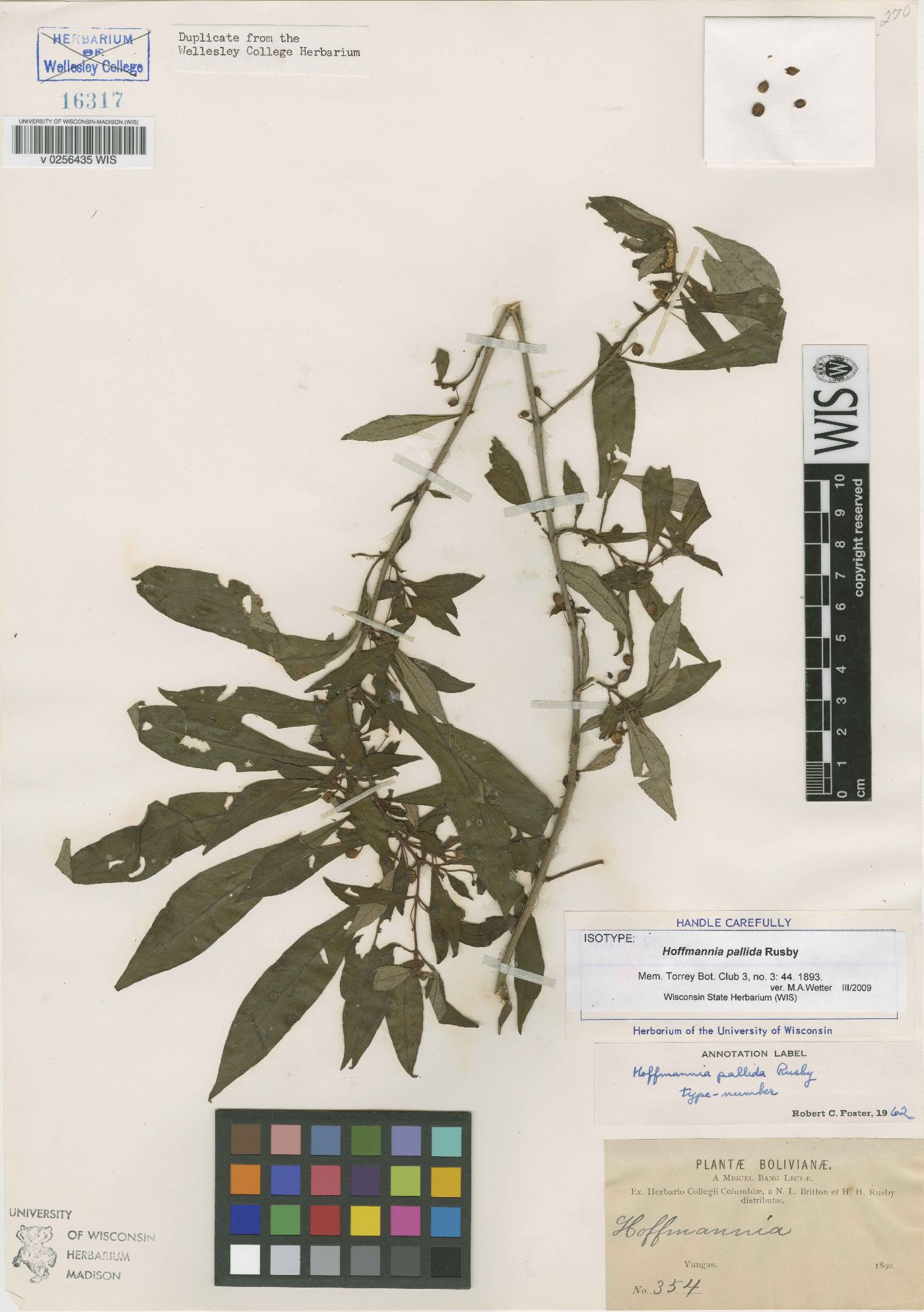 Hoffmannia pallida image