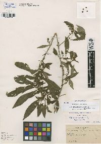 Image of Hoffmannia pallida