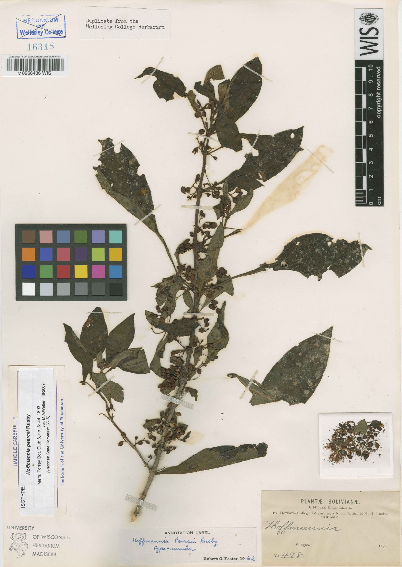Hoffmannia pearcei image
