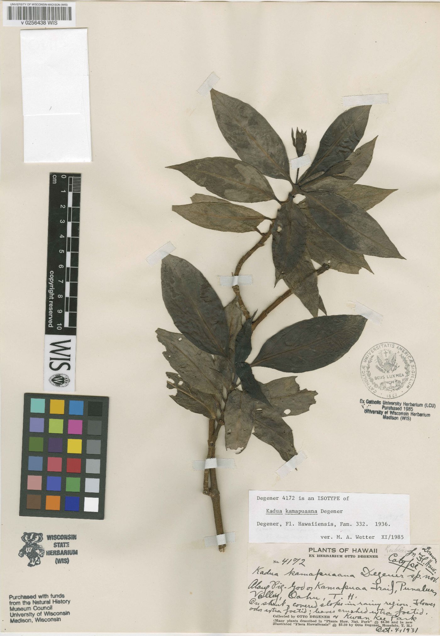 Kadua fluviatilis image