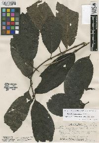 Image of Morinda sandwicensis