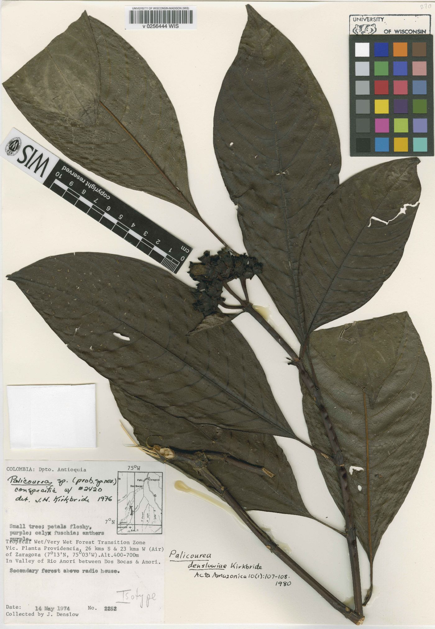 Palicourea denslowiae image