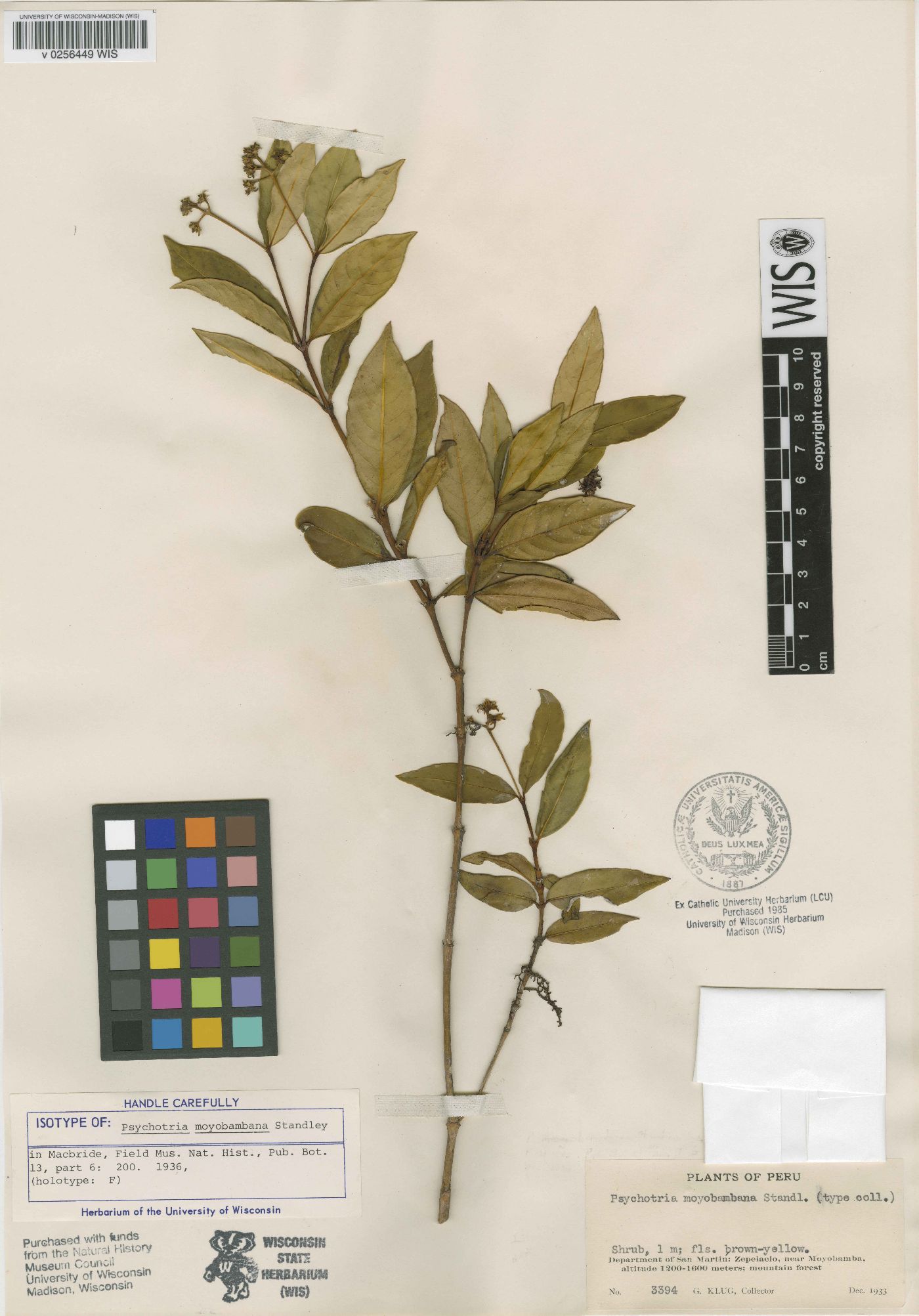 Psychotria moyobambana image