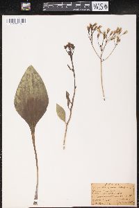 Arnoglossum plantagineum image