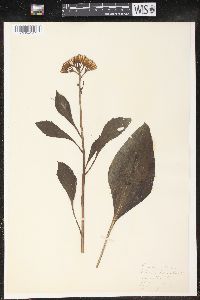 Arnoglossum plantagineum image