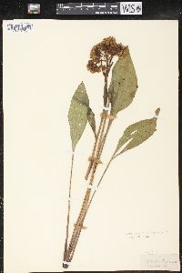 Arnoglossum plantagineum image