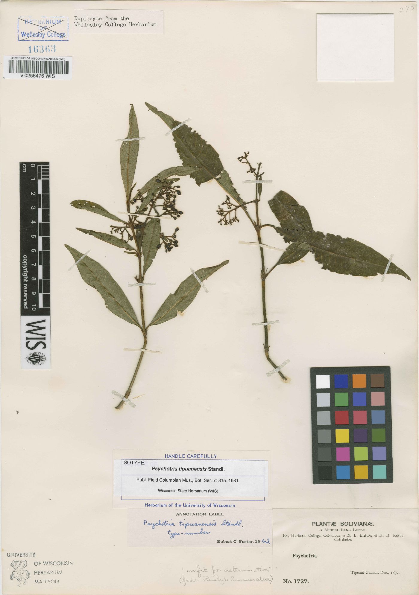 Psychotria tipuanensis image