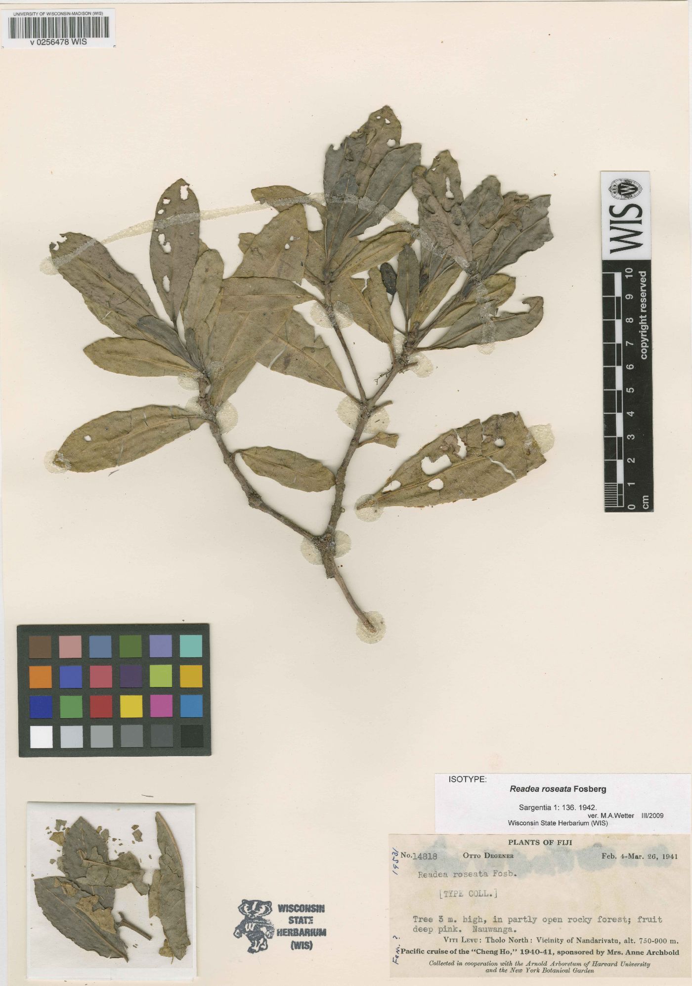 Psychotria roseata image