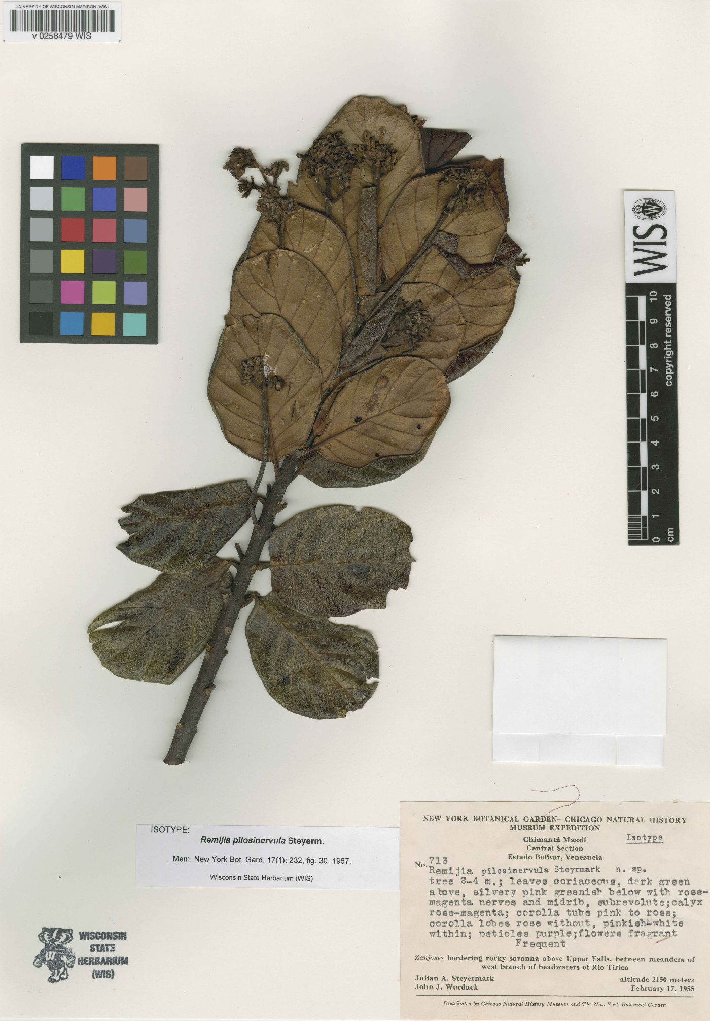 Remijia pilosinervula image