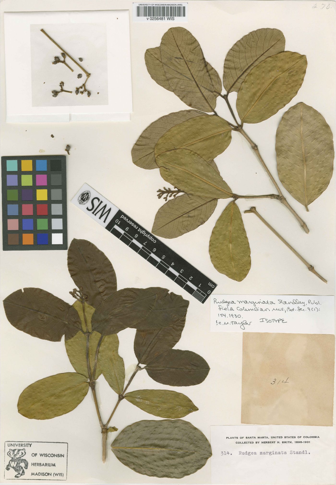 Rudgea marginata image