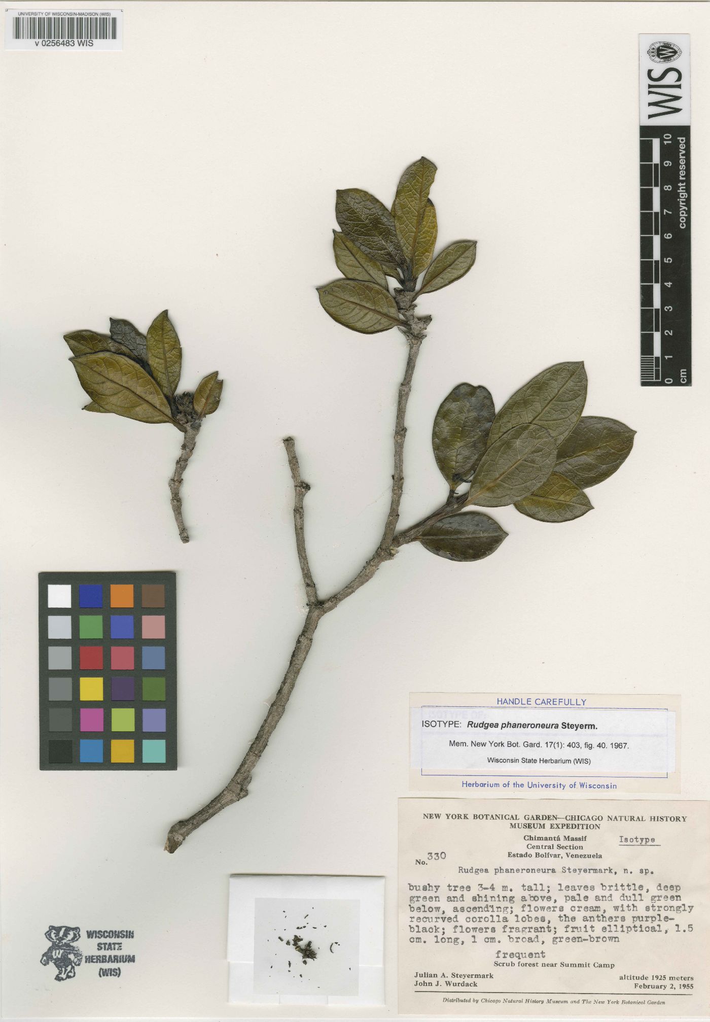 Rudgea phaneroneura image