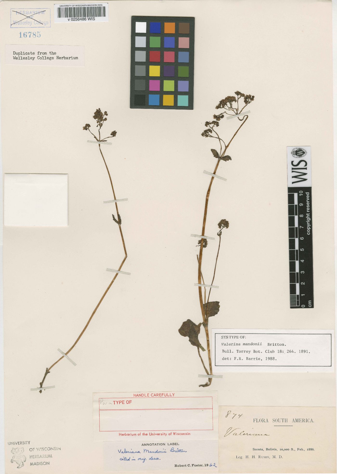 Valeriana mandonii image