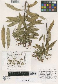 Centropogon irazuensis image