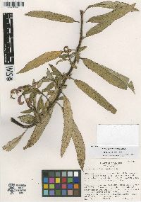 Centropogon irazuensis image
