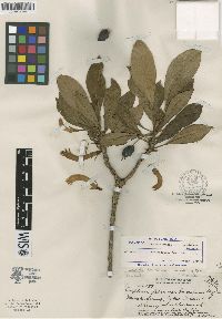 Scaevola glabra image