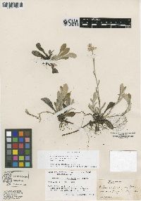Image of Antennaria propinqua