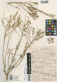 Image of Artemisia aralensis