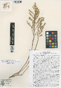Artemisia aralensis image