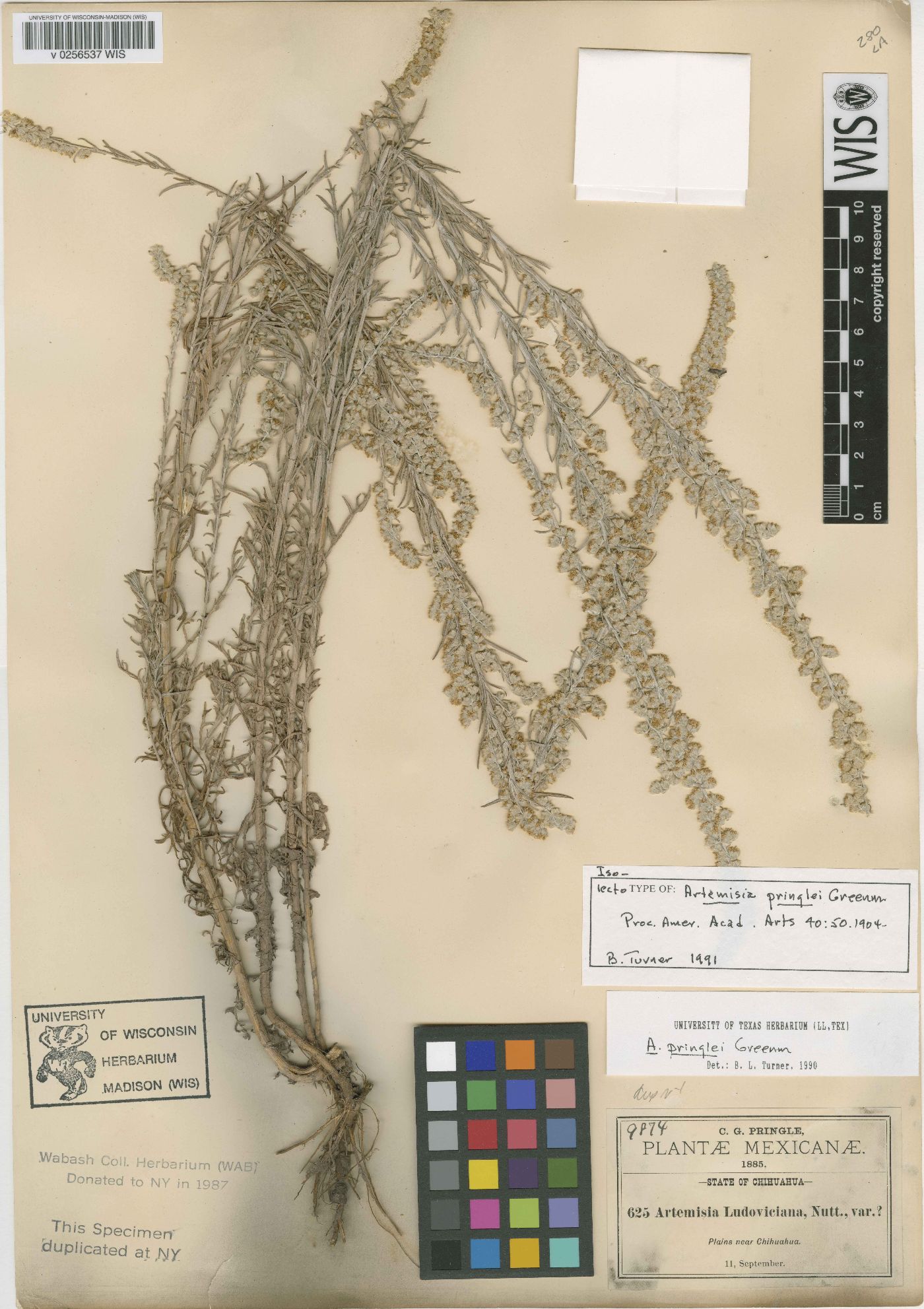 Artemisia pringlei image