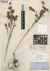 Symphyotrichum ericoides var. ericoides image