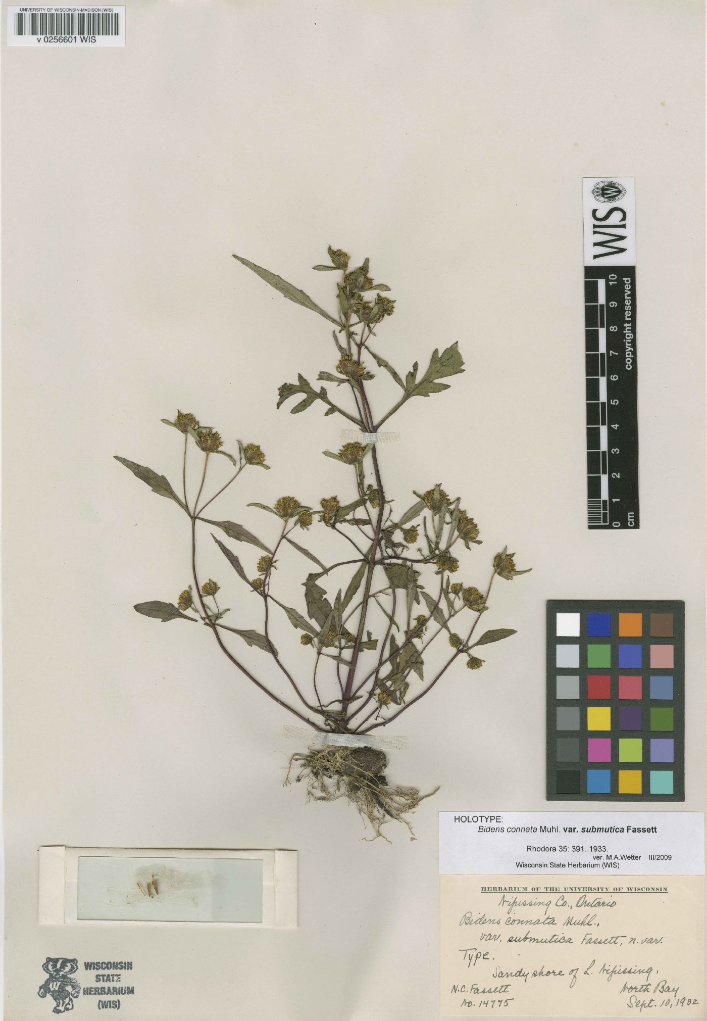 Bidens connata var. submutica image