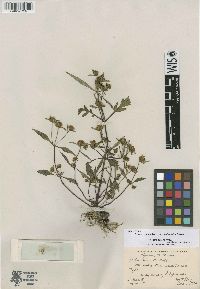 Bidens connata image