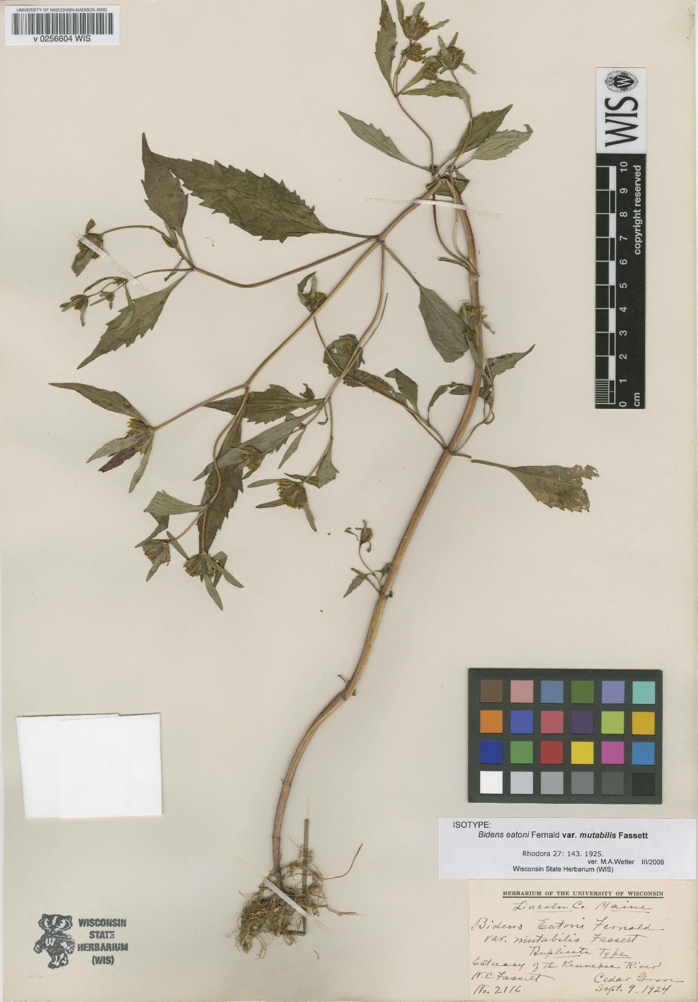 Bidens eatonii var. mutabilis image