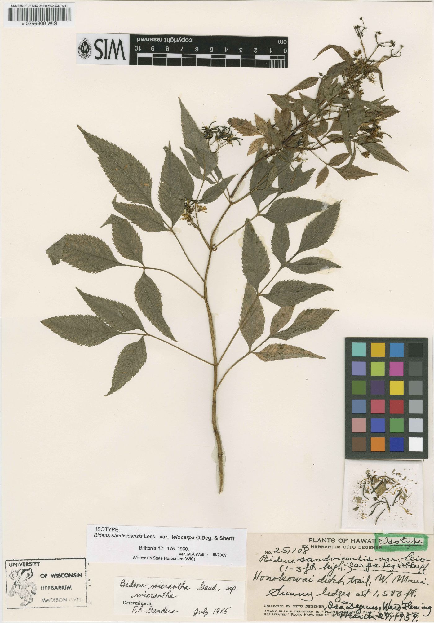 Bidens micrantha subsp. micrantha image