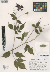 Image of Dahlia atropurpurea
