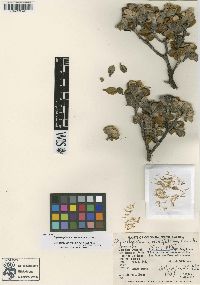Media resource of Diplostephium crassifolium