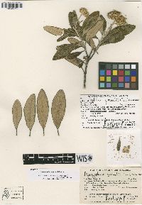 Media resource of Diplostephium grantii