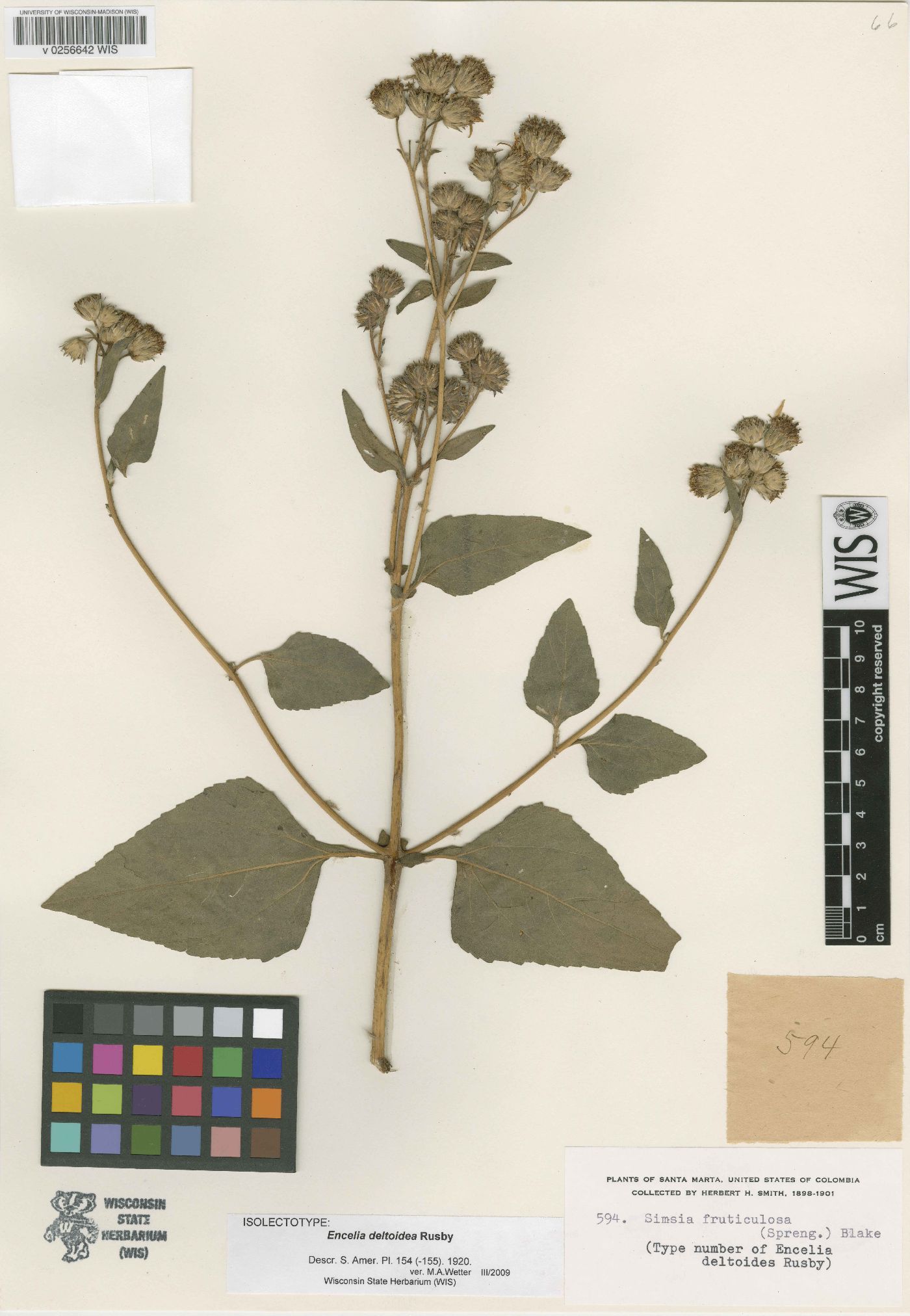 Simsia fruticulosa image