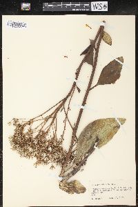 Arnoglossum plantagineum image