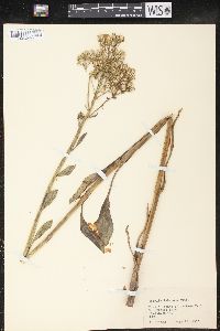 Arnoglossum plantagineum image