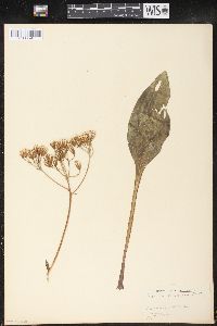 Arnoglossum plantagineum image