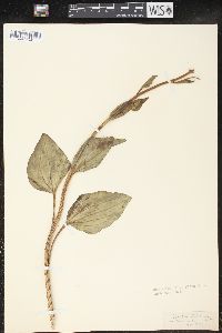 Arnoglossum plantagineum image