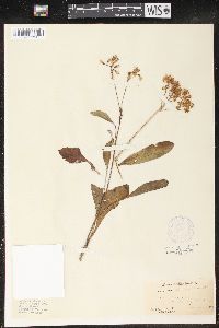 Arnoglossum plantagineum image