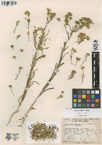 Hemizonia halliana image