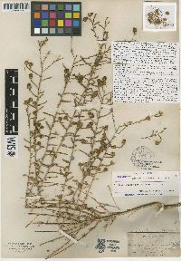 Holocarpha heermannii image
