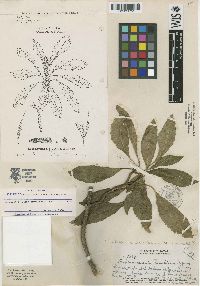 Image of Hesperomannia arborescens