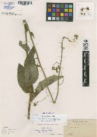 Image of Hieracium leptocephalum