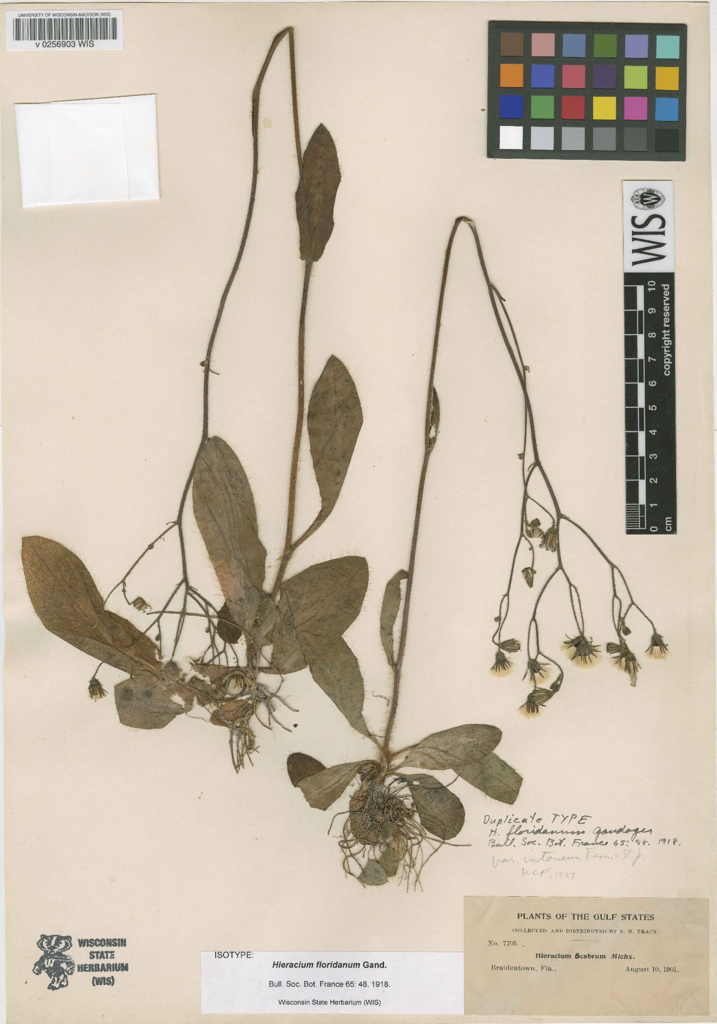 Hieracium floridanum image